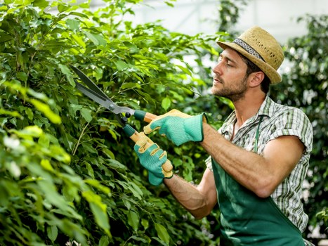 Variety of hedging plants suitable for Archway gardens