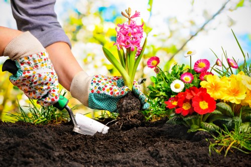 A person wearing multicoloured gardening gloves using a small hand trowel to plant a pink hyacinth bulb into dark, freshly turned soil in a garden bed. To the right, there is a vibrant cluster of flowering plants with yellow, red, pink, and white blooms, adding color to the landscaped outdoor space. The background features lush green foliage and trees, illuminated by natural daylight with a clear sky, suggesting a spring or summer setting. The garden area includes a well-maintained lawn and flowering borders, indicative of professional gardening or landscaping work typical of residential gardens in the vicinity of Archway, London. The scene emphasizes careful planting and garden maintenance, consistent with services provided by Lawn Mowing Archway for enhancing outdoor spaces with vibrant flower beds and tidy lawns.