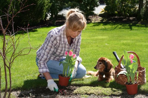 A woman with blonde hair tied back, wearing a plaid shirt and garden gloves, is kneeling on a well-maintained grassy lawn in an outdoor garden area, tending to pink tulips planted in small terracotta pots. The garden features a lush, green lawn with neatly trimmed grass, bordered by various shrubs and small trees that provide shade and a natural backdrop. To her right, there is a woven basket filled with gardening tools and additional pink tulips, indicating ongoing planting or garden maintenance. Behind her, the lawn extends towards taller trees and a sunny, clear sky suggests favorable weather conditions, typical of a well-kept backyard or front garden in the UK. The scene reflects routine outdoor gardening activities relevant to professional lawn mowing and garden care services provided by Lawn Mowing Archway, highlighting a tidy and inviting outdoor space suitable for leisure and cultivated planting, characteristic of residential gardens in the vicinity of Archway and surrounding London areas.